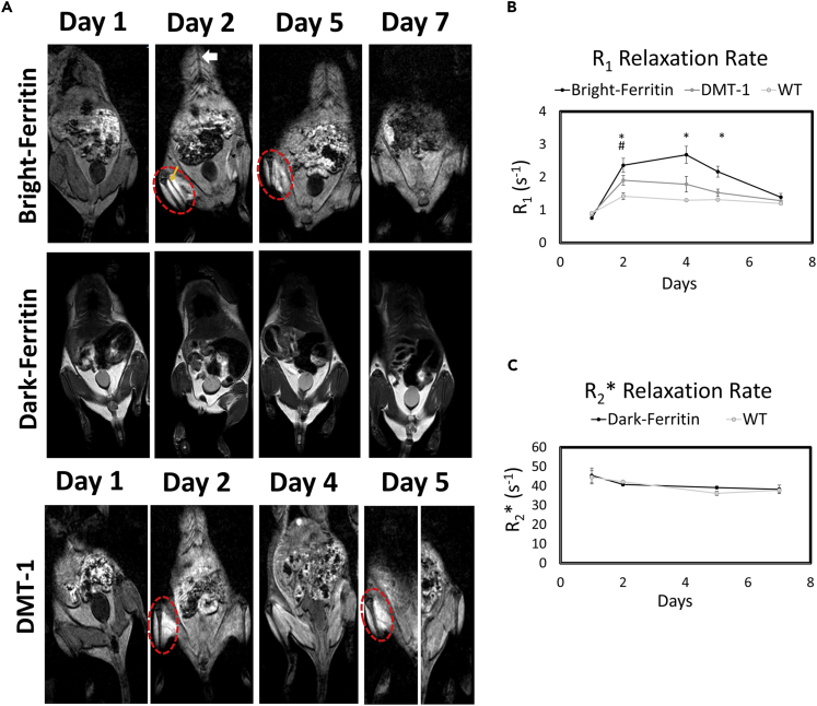 Figure 4