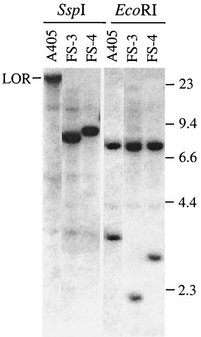 FIG. 3.