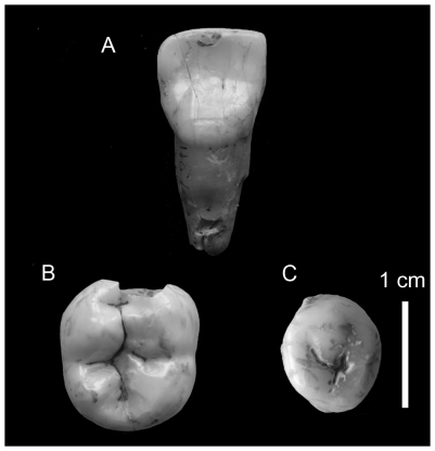 Figure 11