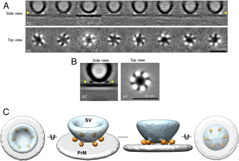 Fig. 4.