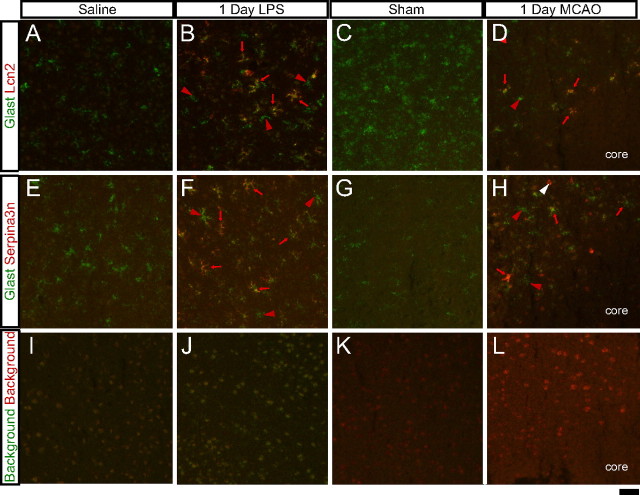 Figure 12.