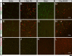 Figure 12.