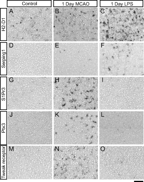 Figure 11.