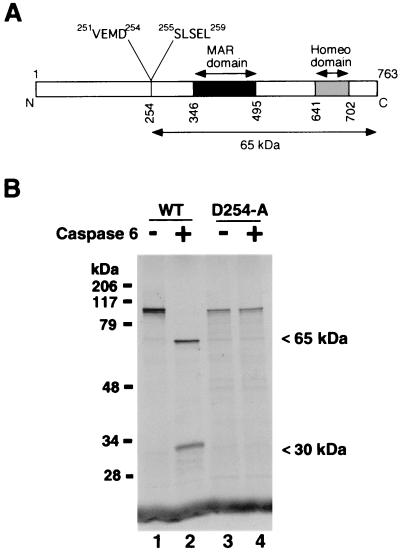 FIG. 5