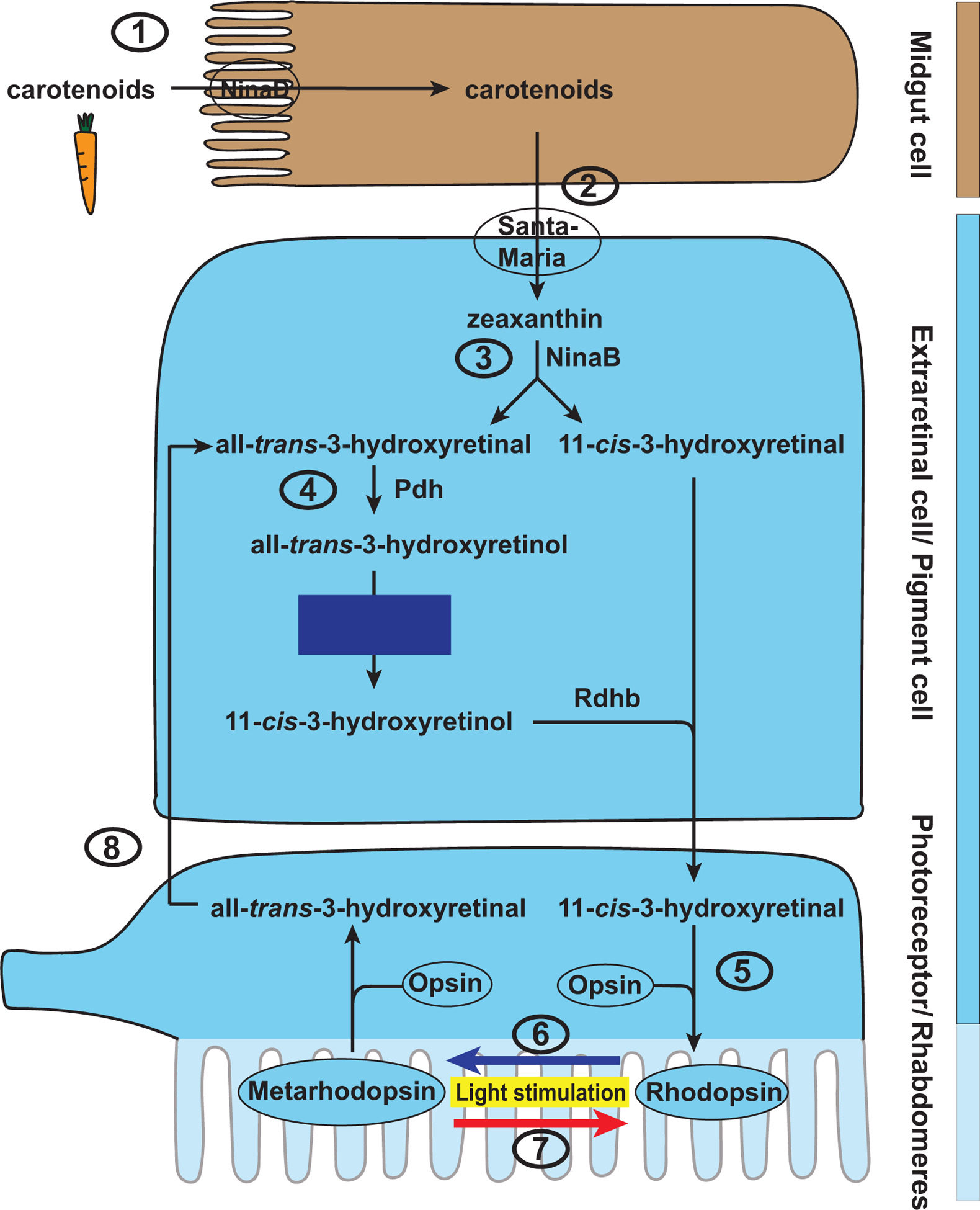 Figure 5.