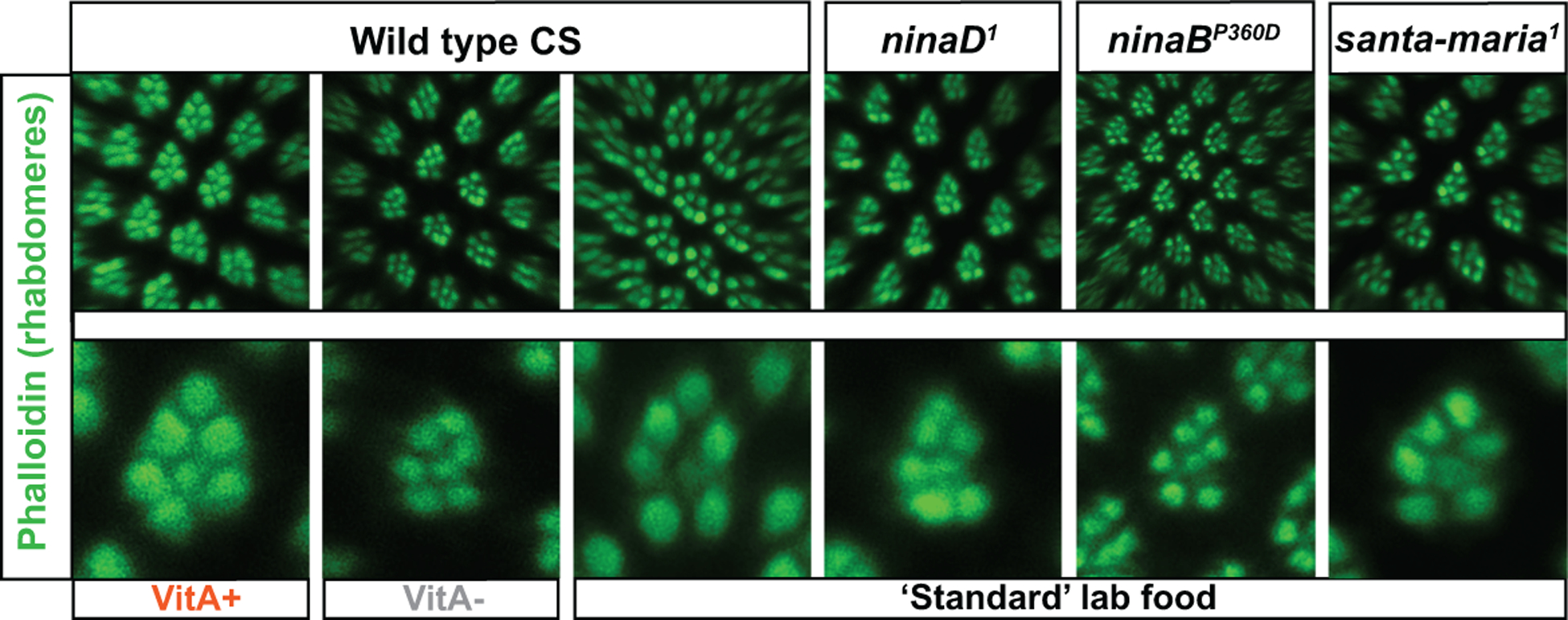 Figure 7.