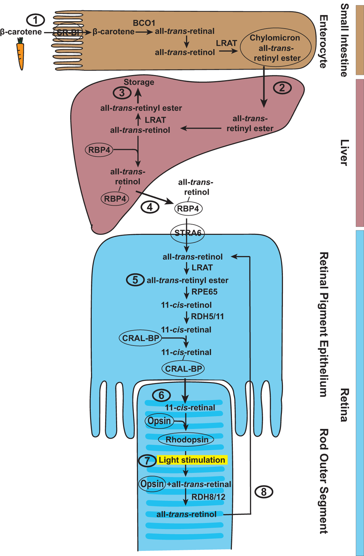 Figure 2.