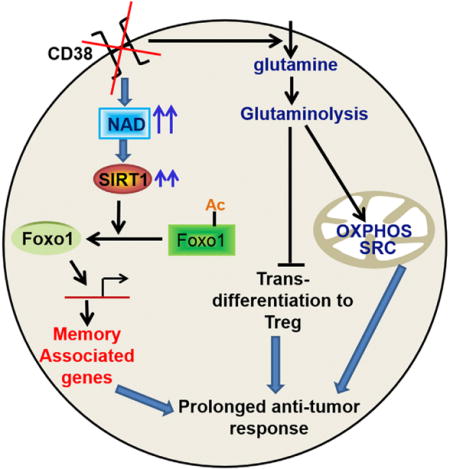 CD38-NAD+Axis Regulates Immunotherapeutic Anti-Tumor T Cell Response - PMC