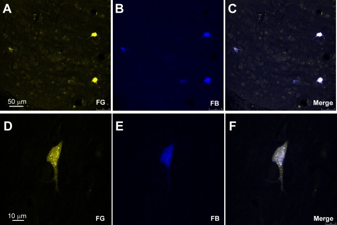 FIGURE 3