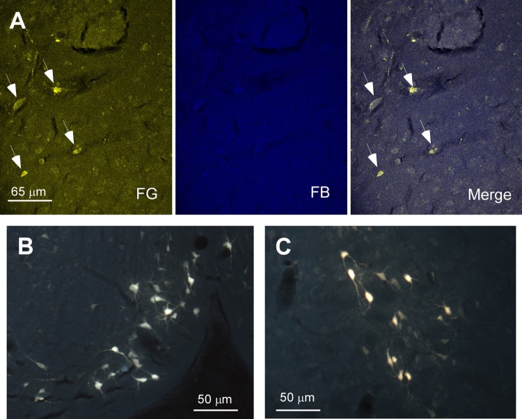 FIGURE 2