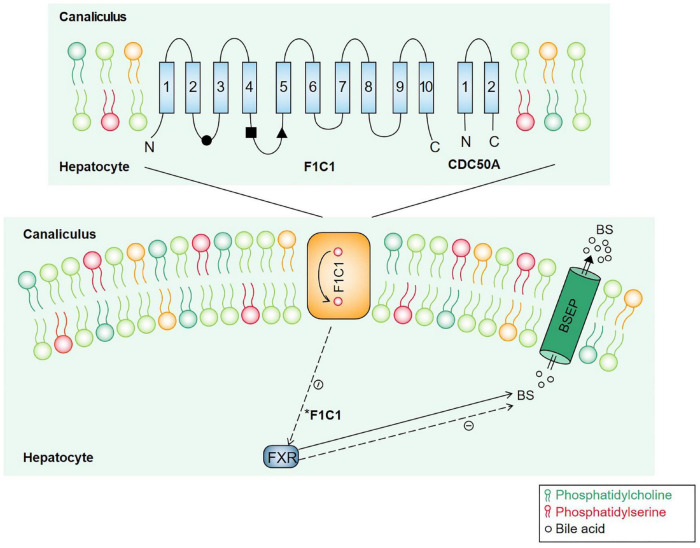 FIGURE 3