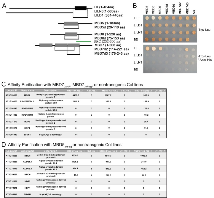 Figure 2—figure supplement 1.