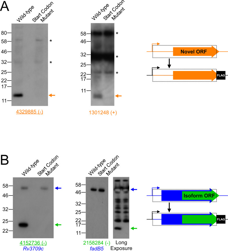 Figure 6—figure supplement 2.