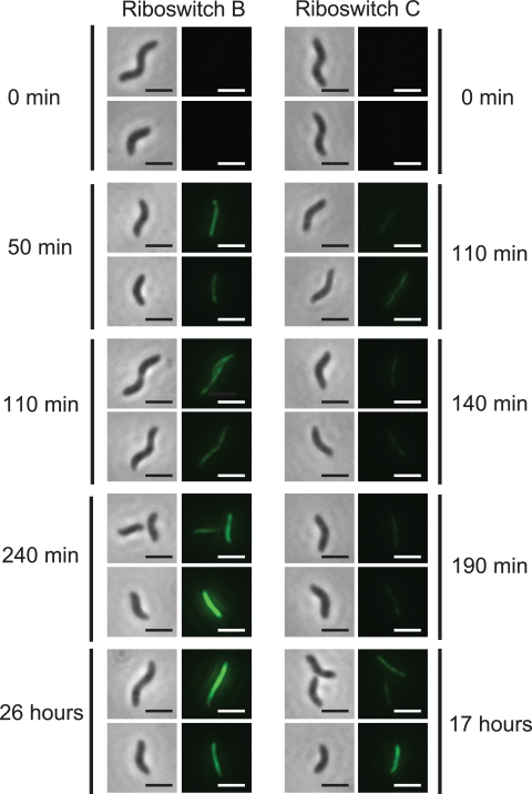 FIG. 2.