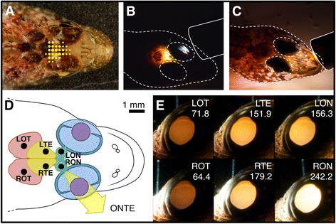 Fig. 4