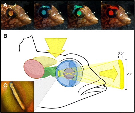 Fig. 2