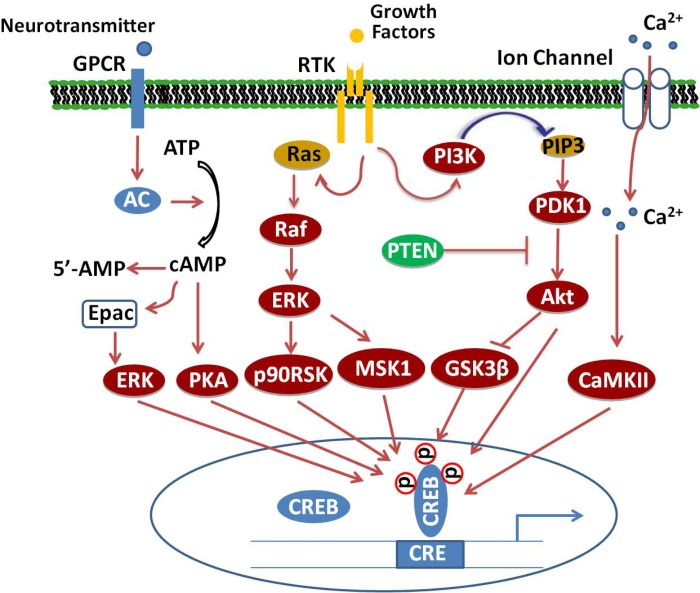 FIGURE 1