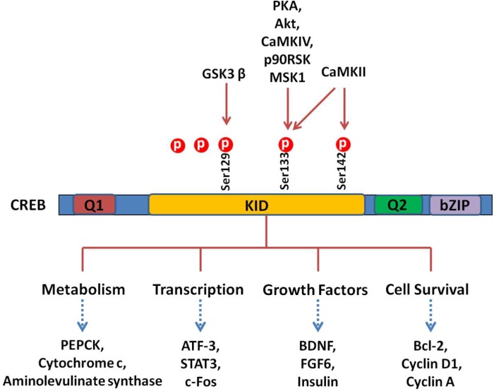 FIGURE 2