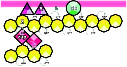 FIG. 3.