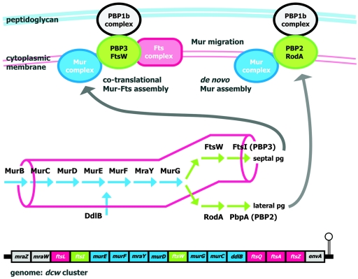 FIG. 2.