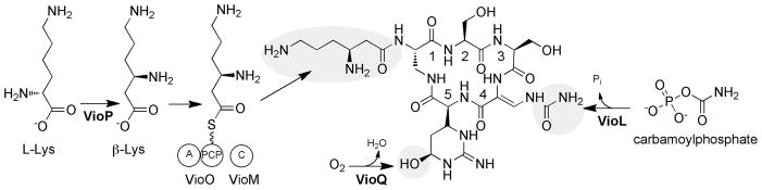 Scheme 2