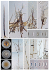Figure 27