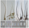 Figure 42
