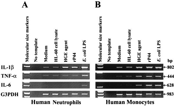 FIG. 6