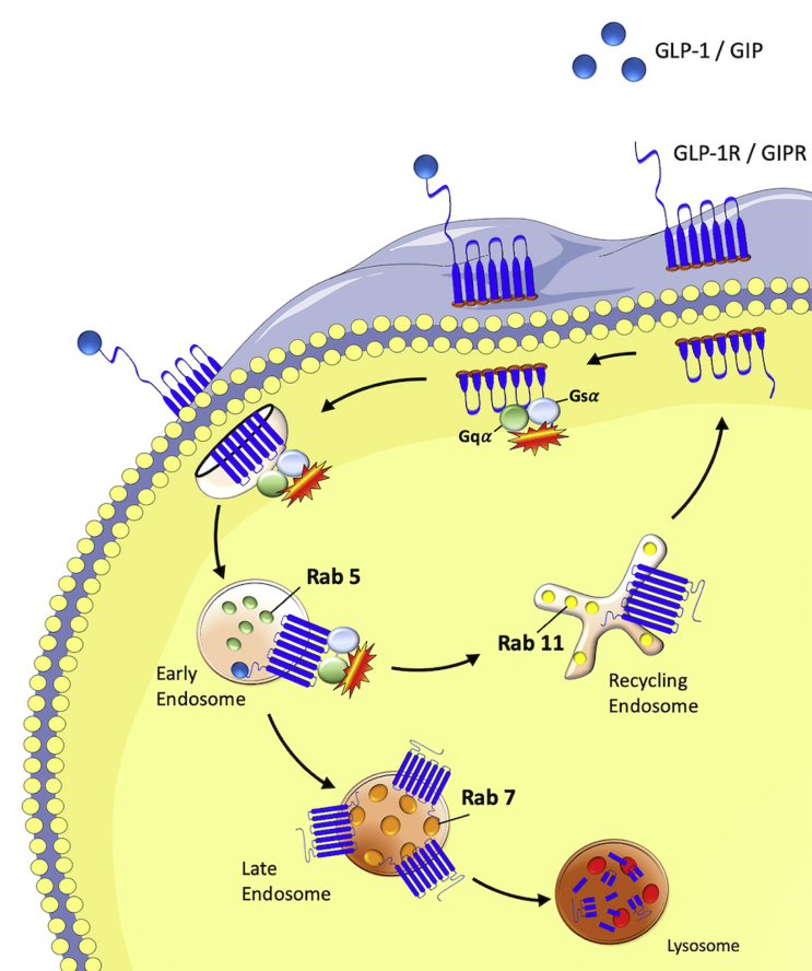 Supplementary Figure 1