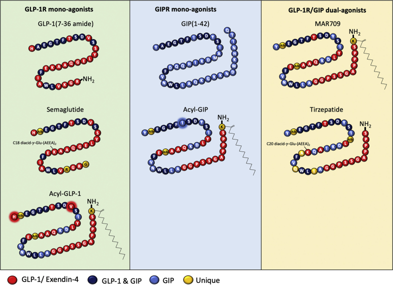 Spatiotemporal GLP-1 and GIP receptor signaling and trafficking ...