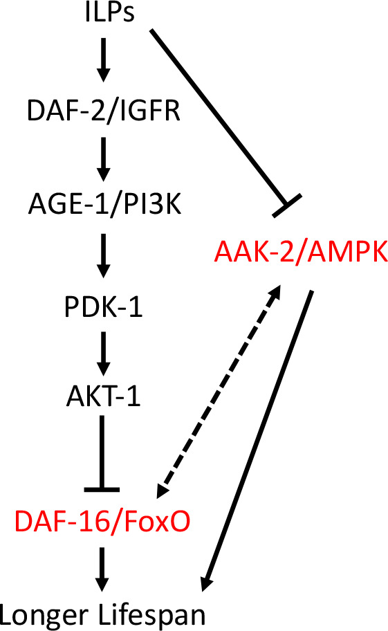 Figure 4—figure supplement 1.