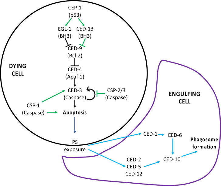 Figure 2—figure supplement 2.