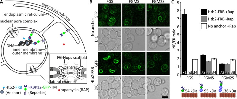 FIGURE 2: