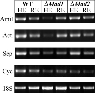 FIG. 7.