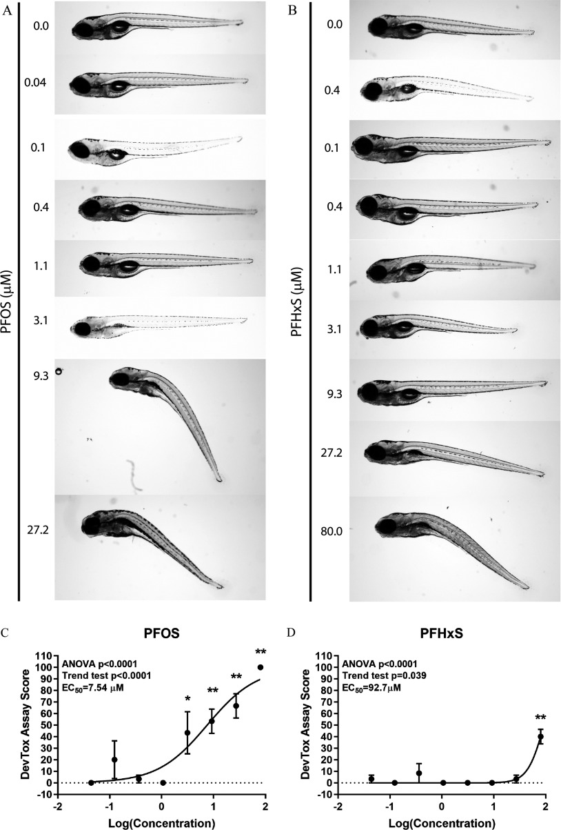 Figure 2A and 2B comprise zebrafish larvae exposed to 0.0, 0.04, 0.1, 0.4, 1.1, 3.1, 9.3, or 27.2 micromolar of PFOS and 0.0, 0.04, 0.1, 0.4, 1.1, 3.1, 9.3, 27.2, or 80.0 micromolar of PFHxS. Figures 2C and 2D are graphs titled PFOS and PFHxS, plotting DevTox Assay Score, ranging from negative 10 to 110 in increments of 10 (y-axis) for ANOVA p-value less than 0.0001, trend test p-value less than 0.0001, EC subscript 50 equals 7.54 micromolar and ANOVA p-value less than 0.0001, trend test p-value equals 0.039, EC subscript 50 equals 92.7 micromolar, respectively, across log concentration, ranging from negative 2 to 2 (x-axis). Figures 2E and 2F are graphs titled PFHxA and PFOA, plotting DevTox Assay Score, ranging from negative 10 to 110 in increments of 10 (y-axis) for ANOVA p-value equals 0.02, trend test p-value equals 0.04 and ANOVA p-value equals 0.77 and trend test p-value equals 0.61, respectively, across log concentration, ranging from negative 2 to 2 (x-axis). Figures 2G and 2H are titled ADONA and PFESA1, plotting DevTox Assay Score, ranging from negative 10 to 110 in increments of 10 (y-axis) for ANOVA p-value equals 0.79, trend test p-value equals 0.32 and ANOVA p-value equals 0.58, trend test p-value equals 0.42, respectively, across log concentration, ranging from negative 2 to 2 (x-axis).