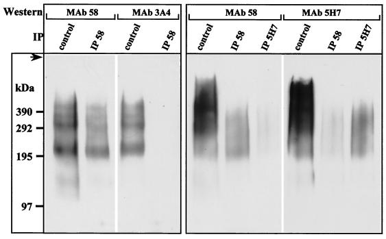 FIG. 8