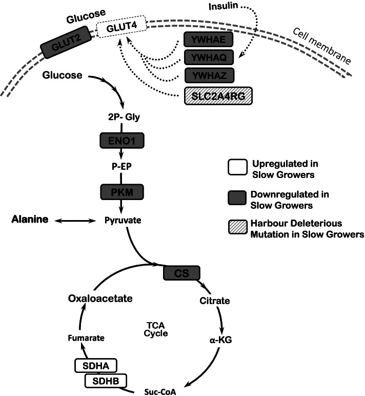 Fig. 5