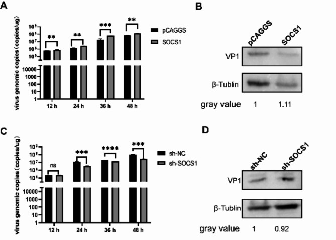 Fig. 12