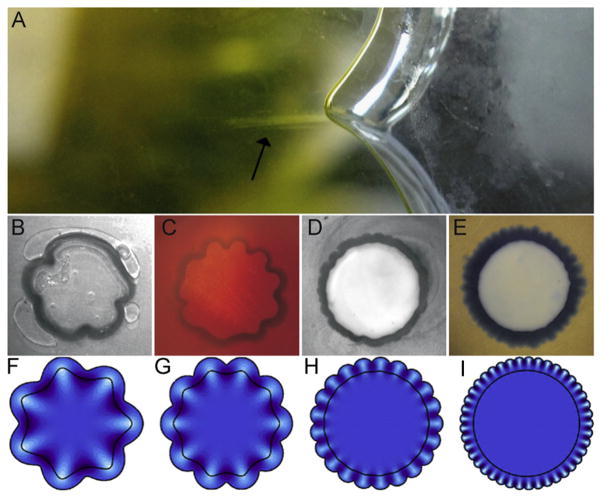 Fig. 10