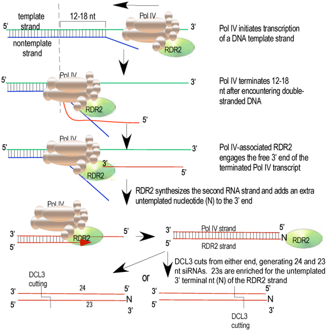 graphic file with name nihms-1535031-f0001.jpg