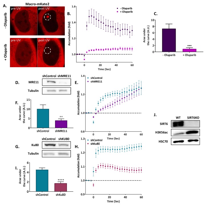 Figure 1—figure supplement 1.