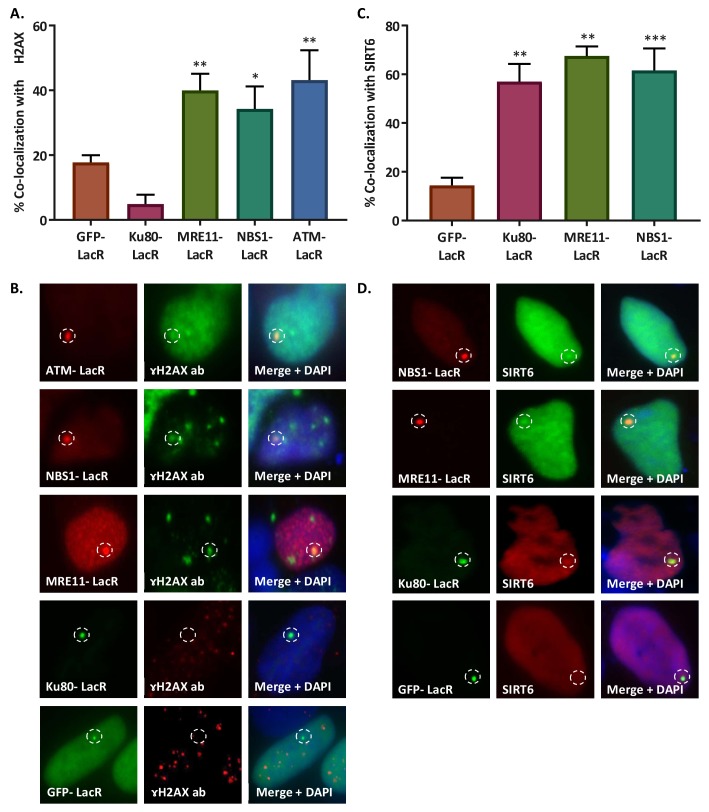 Figure 2—figure supplement 1.