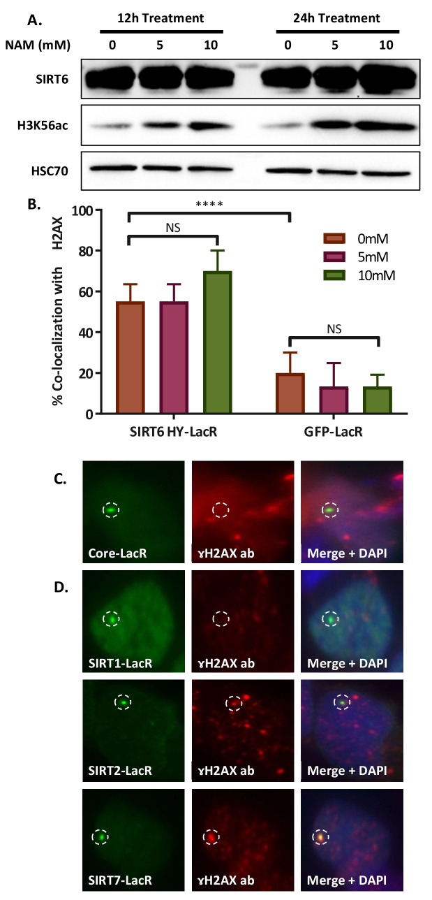 Figure 5—figure supplement 1.