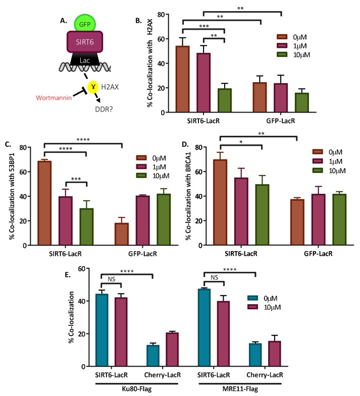 Figure 6—figure supplement 3.