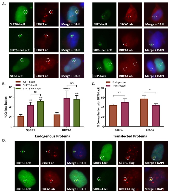 Figure 6—figure supplement 2.