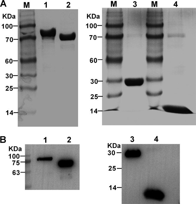 FIG 2