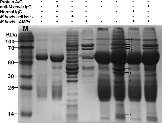 FIG 1