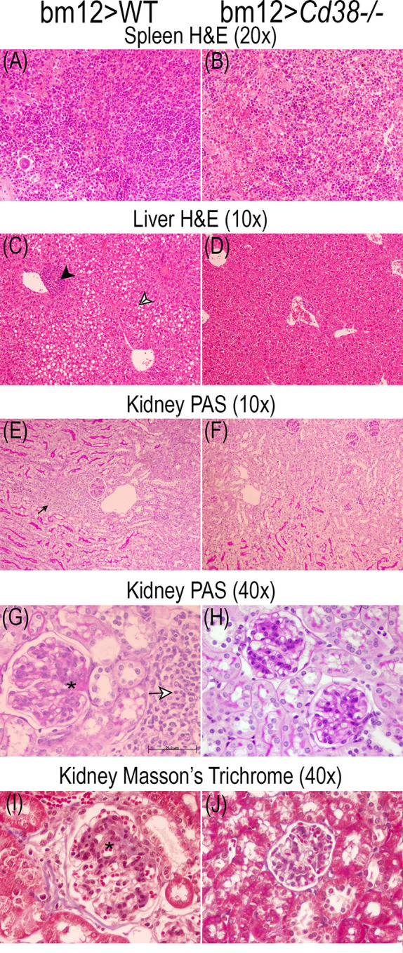 Figure 11