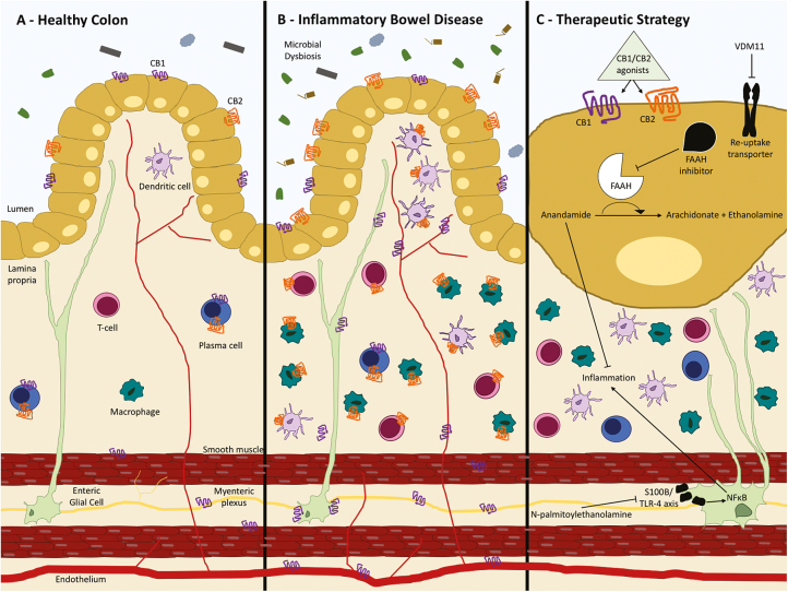 FIGURE 1.