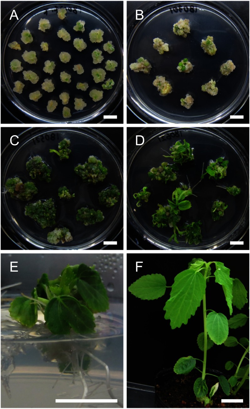 Figure 4. Regeneration of kenaf from cotyledons via calli. (A) Calli induced from cotyledon pieces by cultivating on CIM for 21 days. (B) Calli cultivated on SIM for four weeks. (C) Greening of calli after 14 weeks cultivation. (D) Multiple shoots regenerated from the calli. (E) The shoots cultivated on growth regulator-free MS medium. (F) Plants cultivated on soil. Bars=10 mm.